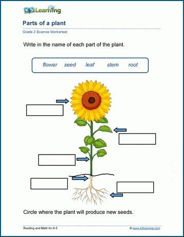 Plant Worksheets For Grade 2 Students K5 Learning