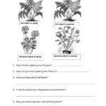 Plants Grade 3 Science Worksheets Pdf Scienceworksheets