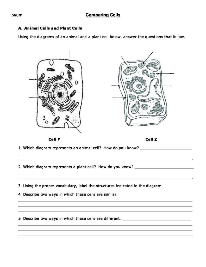 Printable 6th Grade Science Cells Worksheets Pdf Kidsworksheetfun