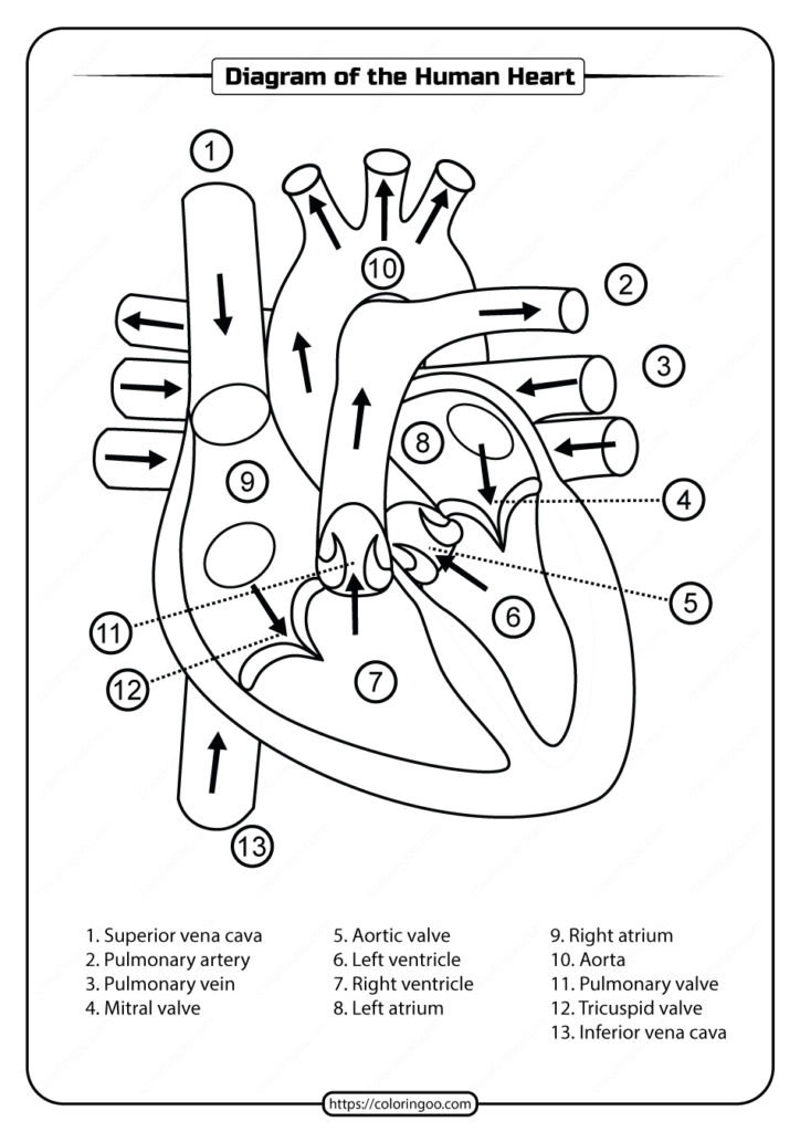 Printable Diagram Of The Human Heart Pdf Worksheet