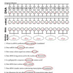 Protein Synthesis Worksheet Answer Key Pdf