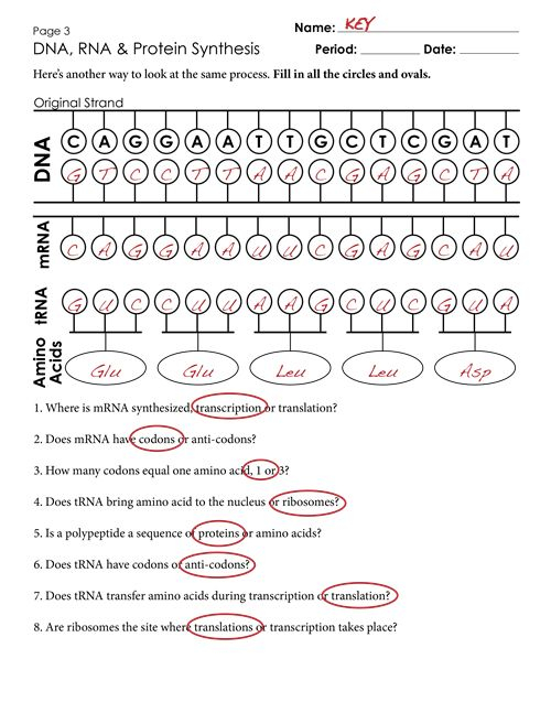 Protein Synthesis Worksheet Answer Key Pdf