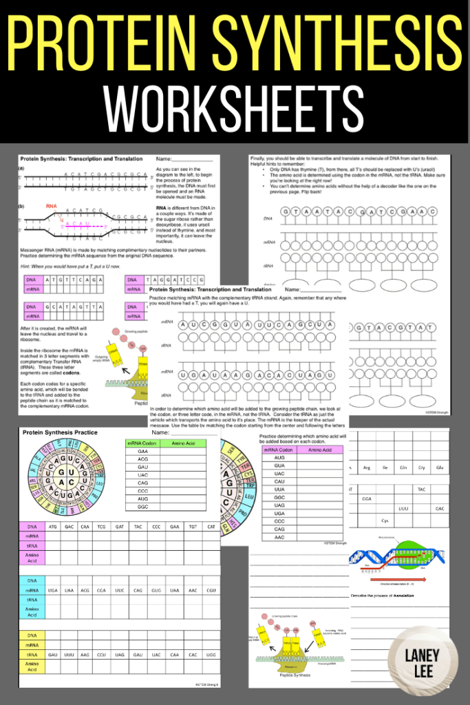 Protein Synthesis Worksheet Answers Laney Lee Inspireaza