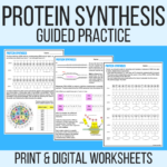 Protein Synthesis Worksheet With Answer Key Laney Lee