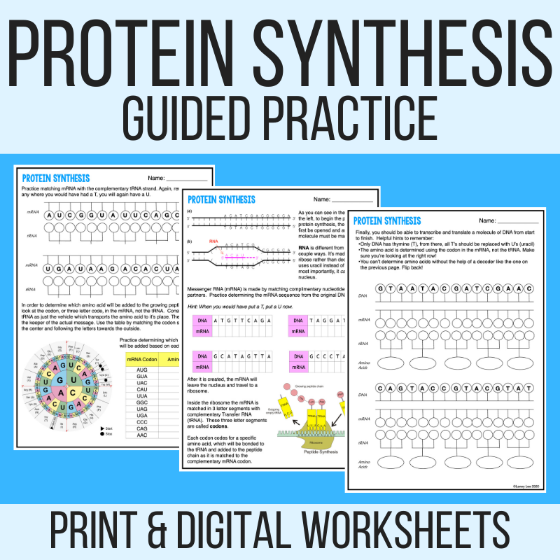 Protein Synthesis Worksheet With Answer Key Laney Lee