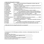 Science 10 Worksheet 3 Energy Flow In Ecosystems Answer Key Fill And