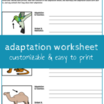 Science Adaptation Worksheet 5 Grade