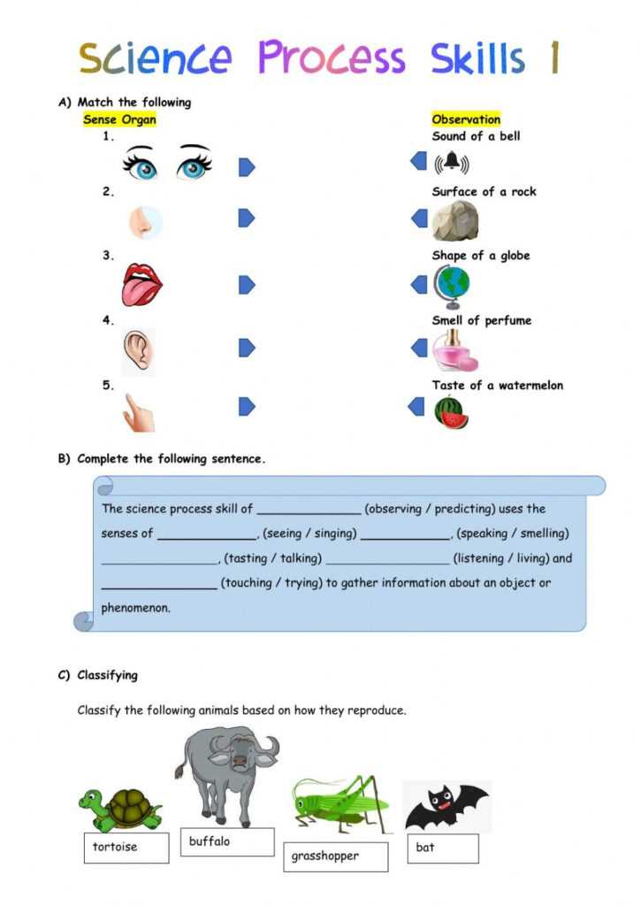 Science Process Skills Worksheets