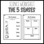 SCIENCE WORKSHEET The 5 Senses By Home Sweet Classrooom TPT