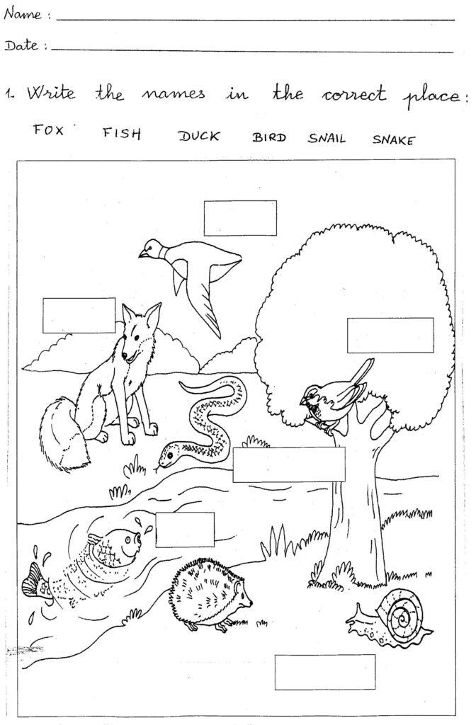 Science Worksheets For First Graders Free Pdf