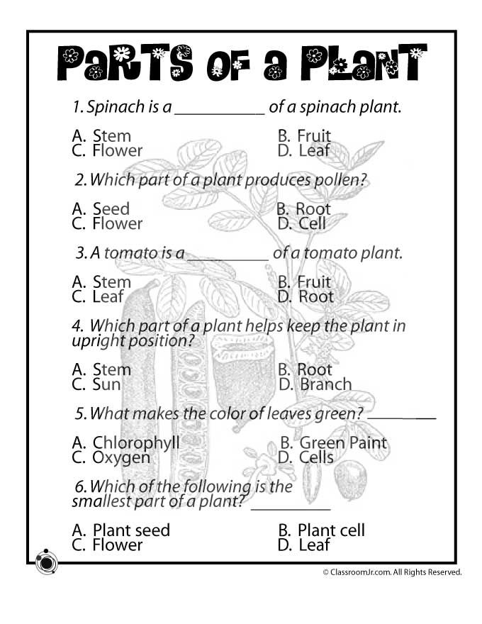 Science Worksheets For Grade 3 Plants