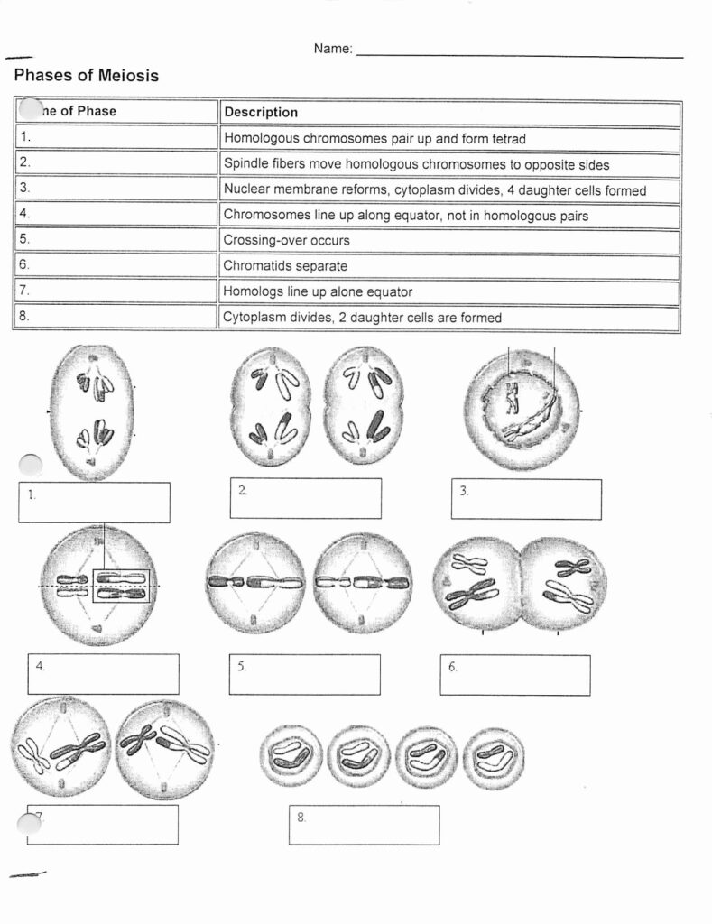 Skills Worksheet Science Skills Meiosis Answers Scienceworksheets