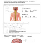 The Anatomy Of A Nerve Impulse Worksheet