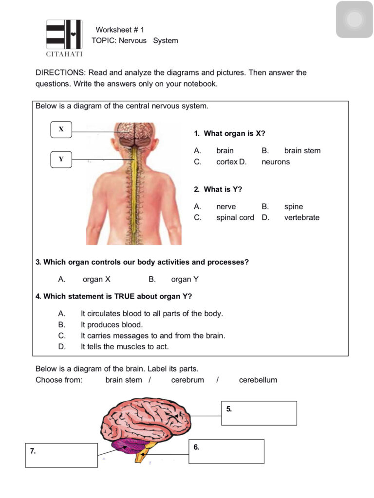 The Anatomy Of A Nerve Impulse Worksheet