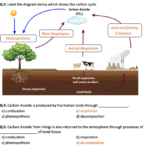 The Carbon Cycle Worksheet Printable And Distance Learning