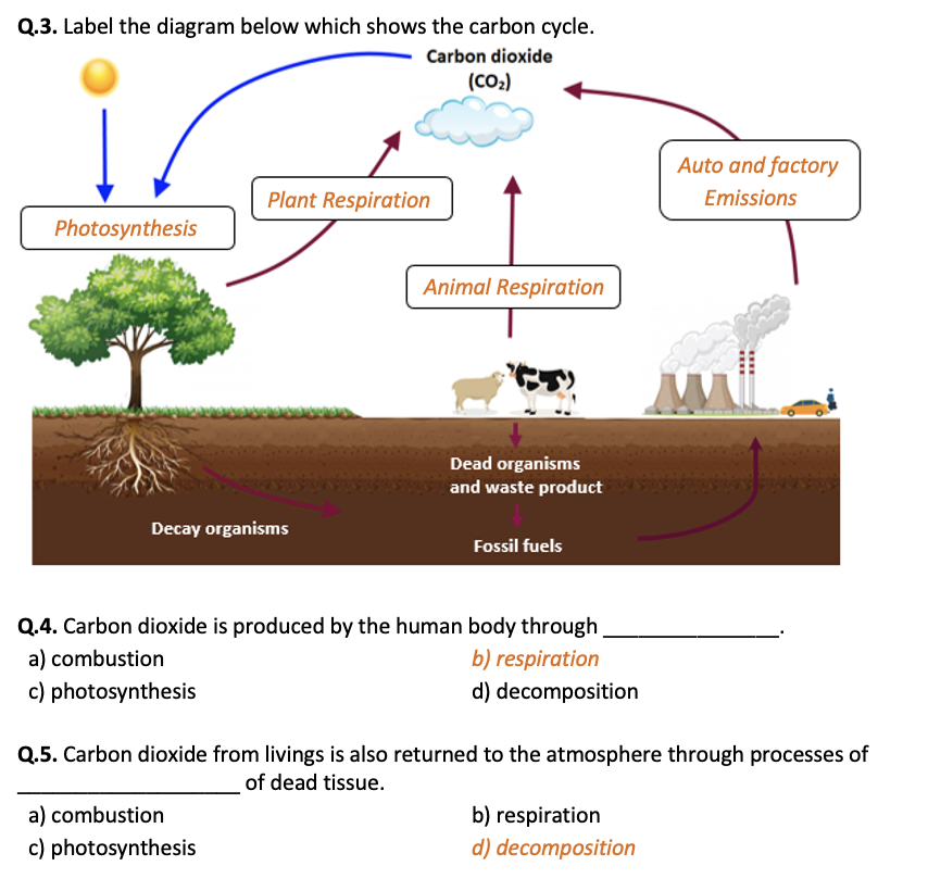 The Carbon Cycle Worksheet Printable And Distance Learning