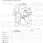 The Circulatory System Worksheet 7th Grade