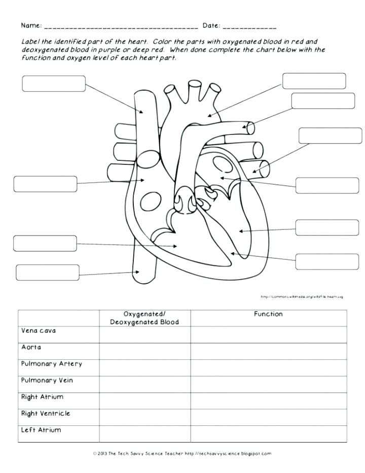 The Circulatory System Worksheet 7th Grade