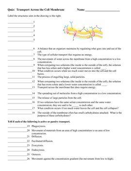 Transport Across The Cell Membrane Worksheet Answer Key