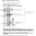 Transport Across The Cell Membrane Worksheets