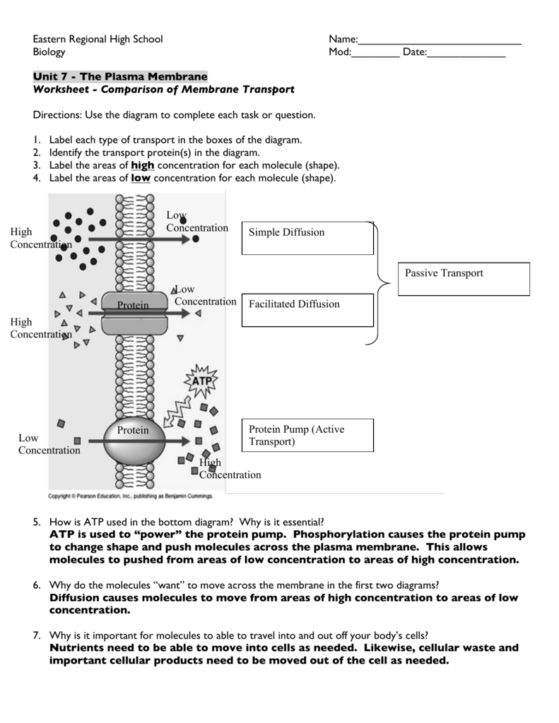 Transport Across The Cell Membrane Worksheets