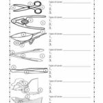 Types Of Levers Worksheet Physical Science