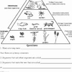 Worksheet 6th Grade Energy Pyramid