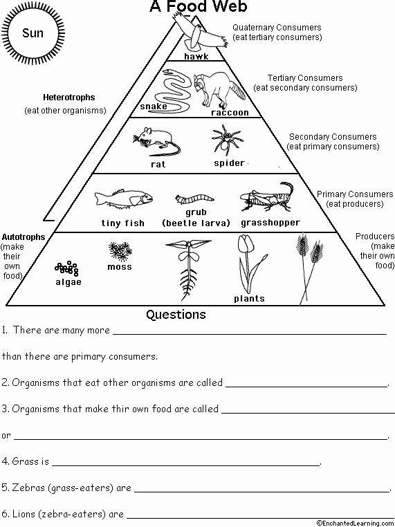 Worksheet 6th Grade Energy Pyramid