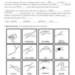 Xion McGhee Fingerprinting2 Student pdf The Science Of Ridges Name